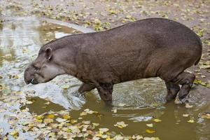 retrato de cerca de tapir sudamericano foto