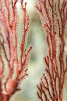 Hard coral macro detail from Raja Ampat, Papua Indonesia photo