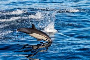 common dolphin jumping outside the ocean photo