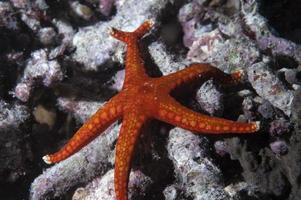Red sea star hanging on reef in Papua photo