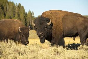 bisonte búfalo en yellowstone foto