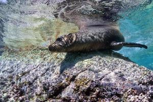 Californian sea lion seal underwater photo