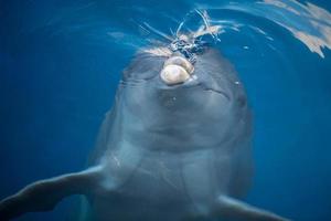 delfines sonriendo primer plano retrato foto