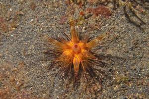 sea urchin detail macro photo