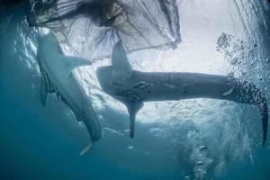 tiburón ballena de cerca retrato submarino foto