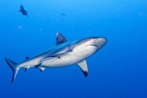 ataque de tiburon bajo el agua foto