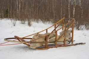 sledding with sled dog in lapland in winter time photo