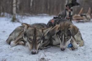 sledding with sled dog in lapland in winter time photo