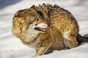 Grey wolf on the snow background photo