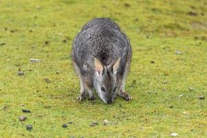 wallaby portrait on green grass background photo