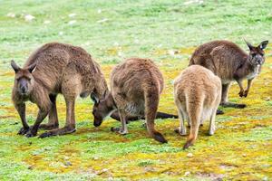 Kangaroos family father mother and son portrait photo