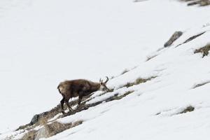 ciervo gamuza en el fondo de la nieve foto