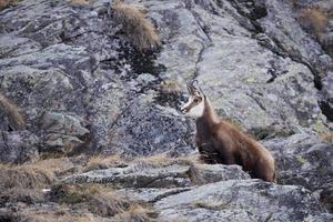 An isolated chamois deer in the snow background photo