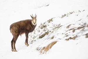 Chamois deer in the snow background photo