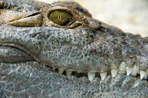 Crocodile Alligator eye close up photo