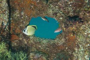 Ship Wreck With Fish photo