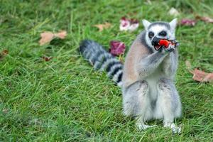 lemur monkey while looking at you photo