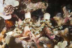 Colorful clam close up portrait photo