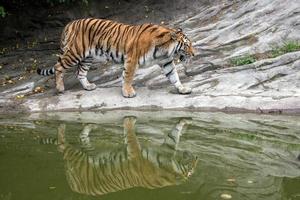 Siberian tiger ready to attack looking at you photo