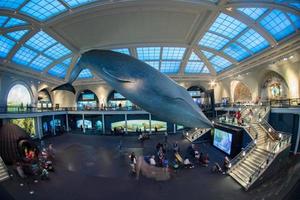 NEW YORK, USA - APRIL 21 2017 - Tourist and children visiting natural history museum photo