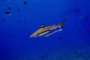 black tip shark underwater polynesia photo