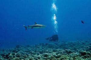 bucear con tiburones en el océano azul de polinesia foto