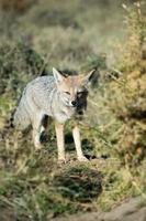 grey fox hunting on the grass photo