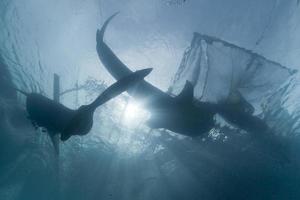 Whale Shark under fisherman fishing platform in Papua photo