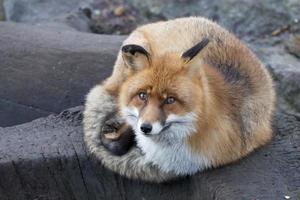 red fox portrait photo