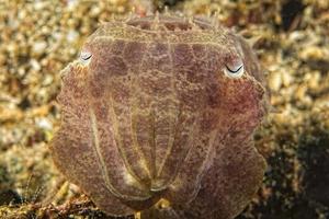 Squid cuttlefish underwater on black lava sand much dive photo