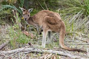 kangaroo portrait close up portrait look at you photo