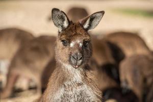 Kangaroos mother and son portrait photo