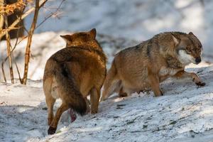Grey wolf on the snow background photo