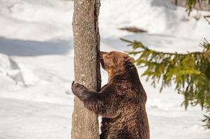 retrato de oso en el fondo de la nieve foto