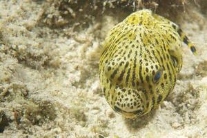 A yellow puffer fish on sand in Cebu Philippines photo