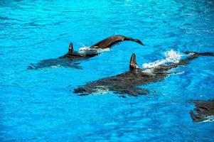 orca killer whale while swimming photo