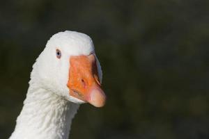 Goose isolated close up portrait photo