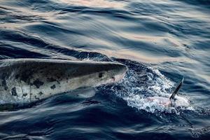 Great White shark ready to attack a fish photo