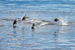 common dolphin jumping outside the ocean photo