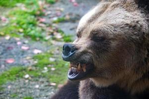 bear brown grizzly in the forest background photo