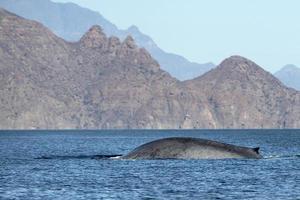 avistamiento de ballenas azules en baja california foto