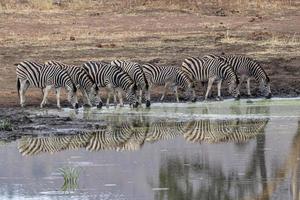 zebra group drinking at the pool in kruger park south africa photo