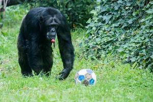 Ape chimpanzee monkey while coming to you with soccer ball photo