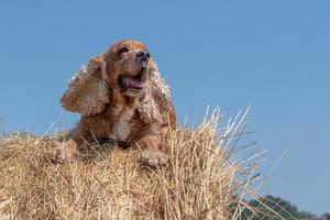 Dog puppy cocker spaniel on wheat hay photo