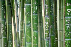 love writings on green bamboo photo