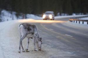 reindeer portrait in winter snow time in lapland photo