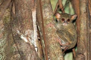 tarsius retrato de mono indonesio nocturno foto