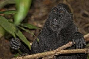 crested black macaque while looking at you in the forest photo