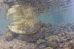 tortuga verde bajo el agua de cerca cerca de la orilla foto