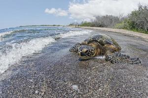 tortuga verde mientras se relaja cerca de la playa de arena foto